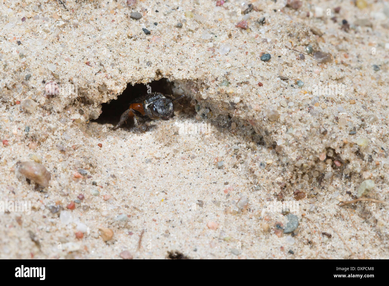 Il sudore bee, Halictid Bee Große Blutbiene, Auen-Buckelbiene, Kuckucksbiene, Sphecodes albilabris, Sphecodes fuscipennis Foto Stock