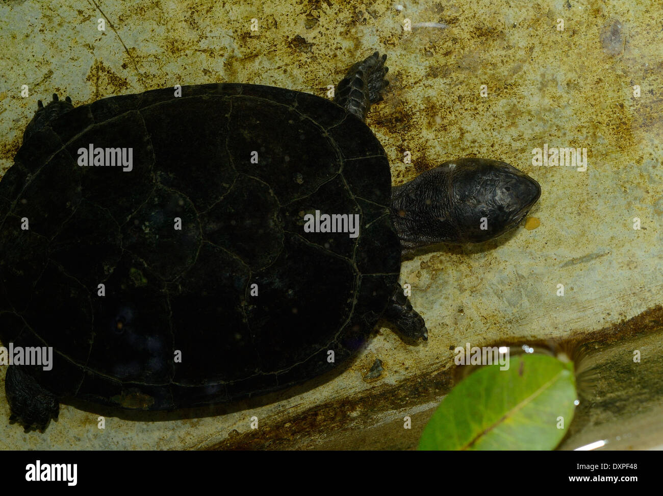 Bellissimo laghetto nero Terrapin (Siebenrockiella crassicollis) nel tempio thailandese Foto Stock