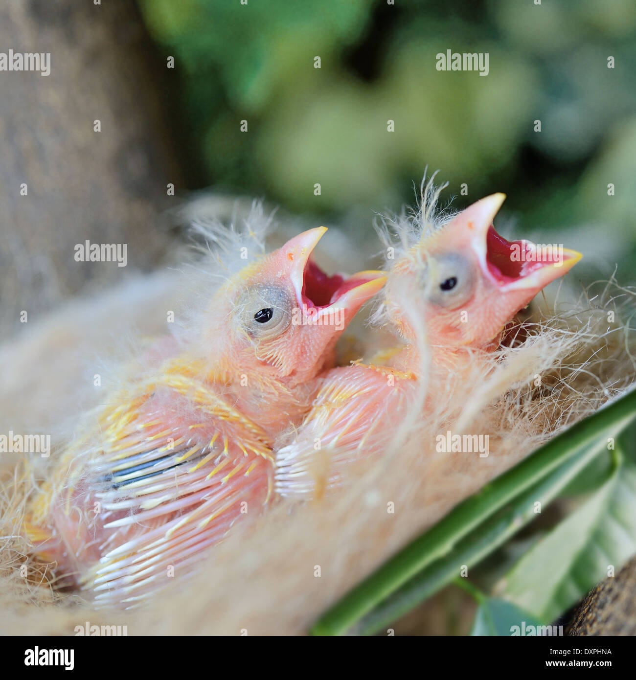 Gli uccelli di allevamento nel nido canarini appena nati Foto Stock