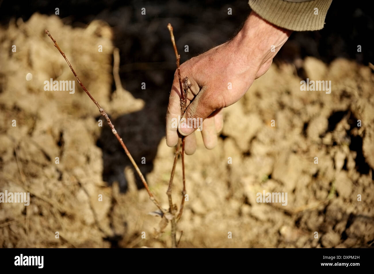 La mano di un uomo con una giovane appena piantata tree Foto Stock