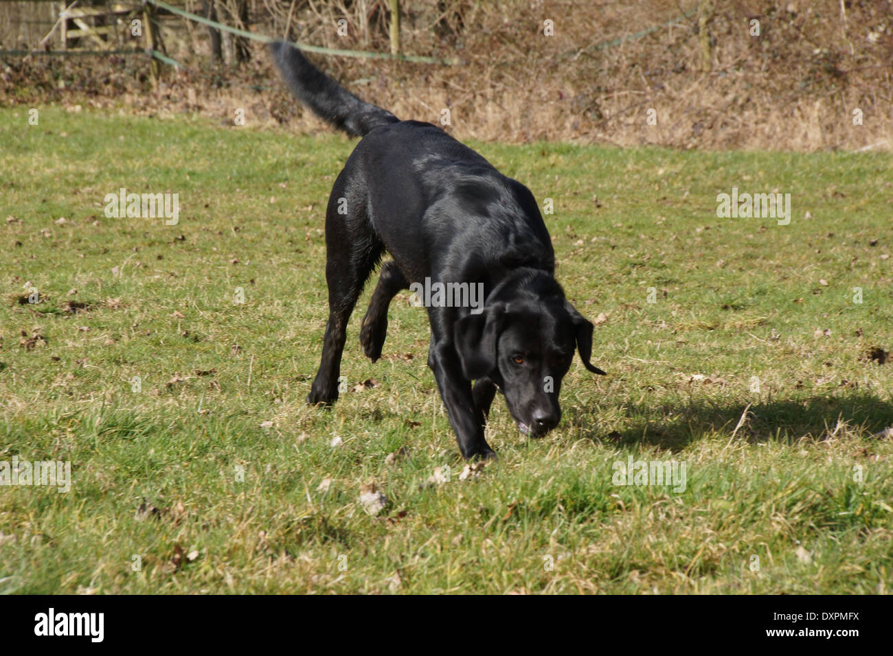 Il Labrador nero su il profumo di qualcosa Foto Stock