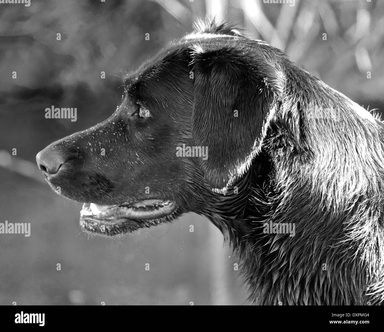 In bianco e nero della foto del profilo di un umido labrador nero da un laghetto Foto Stock