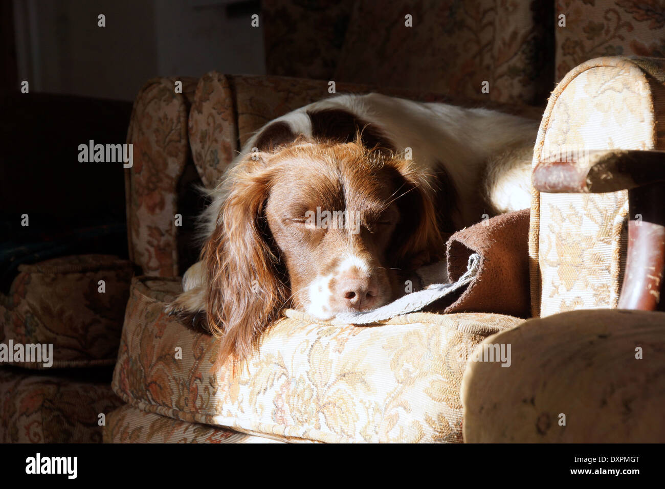 Springer Spaniel godendo il sole invernale nel comfort di una sedia Foto Stock