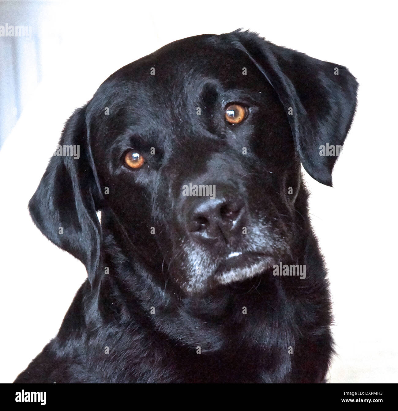 Il Labrador nero di guardare direttamente la fotocamera con la sua testa inclinabile a lato Foto Stock