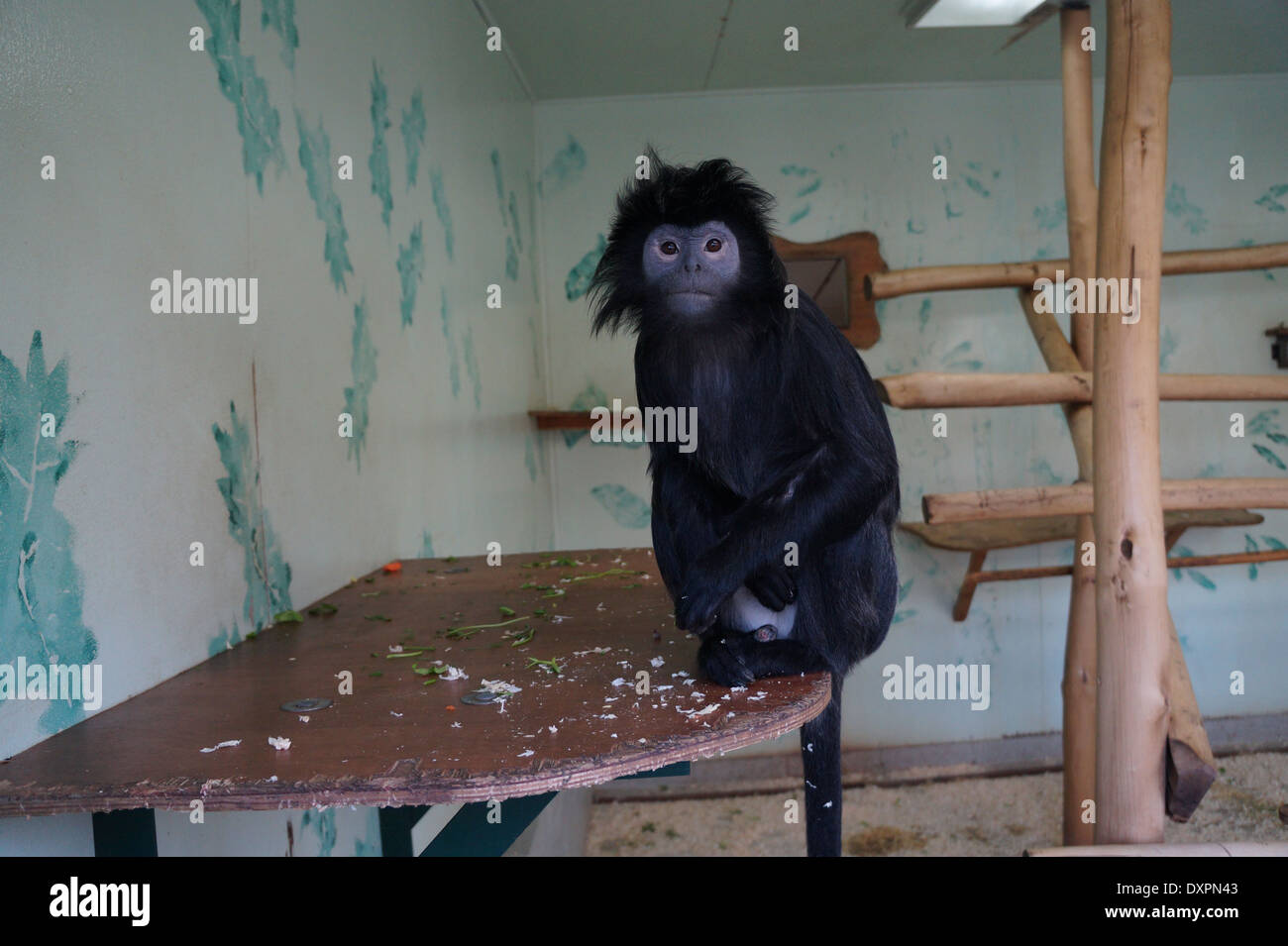 Eastern Iavan Langur Foto Stock