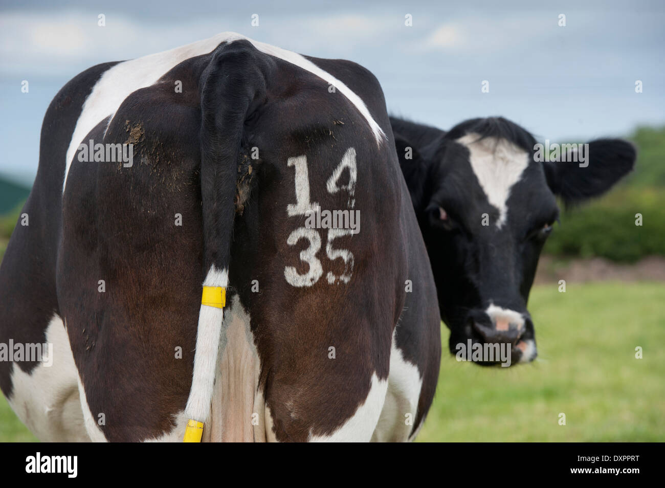 Mucca con numero di identificazione con il marchio di congelamento sulla sua parte posteriore. Cumbria, Regno Unito Foto Stock