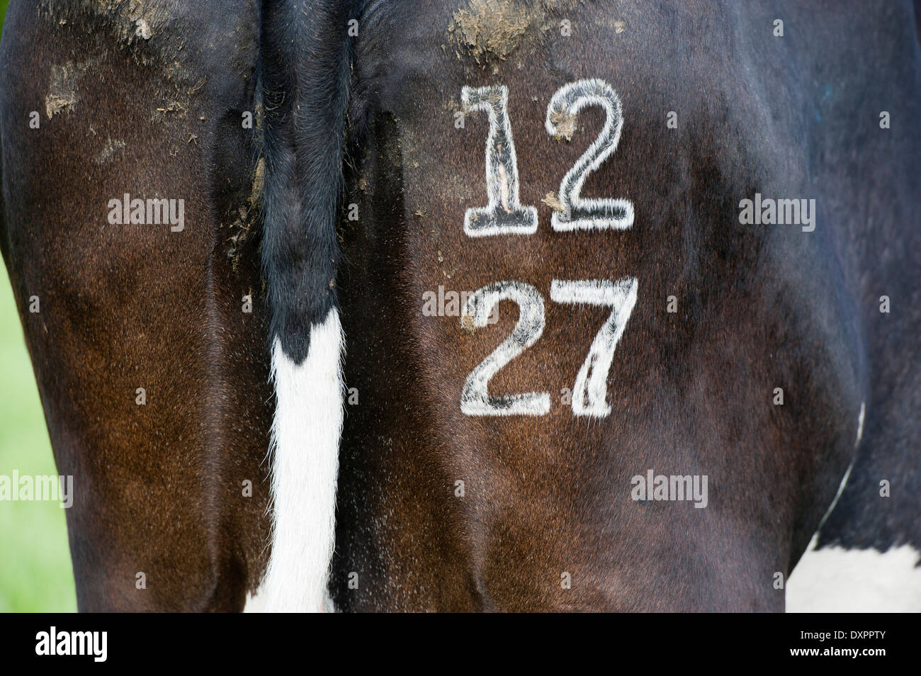 Mucca con numero di identificazione con il marchio di congelamento sulla sua parte posteriore. Cumbria, Regno Unito Foto Stock