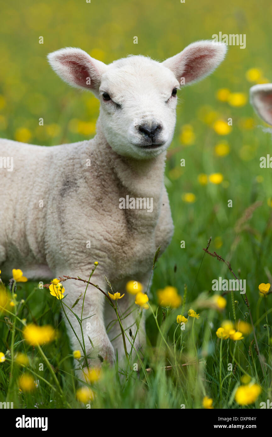 Texel agnello in campo di renoncules, Cumbria, Regno Unito Foto Stock