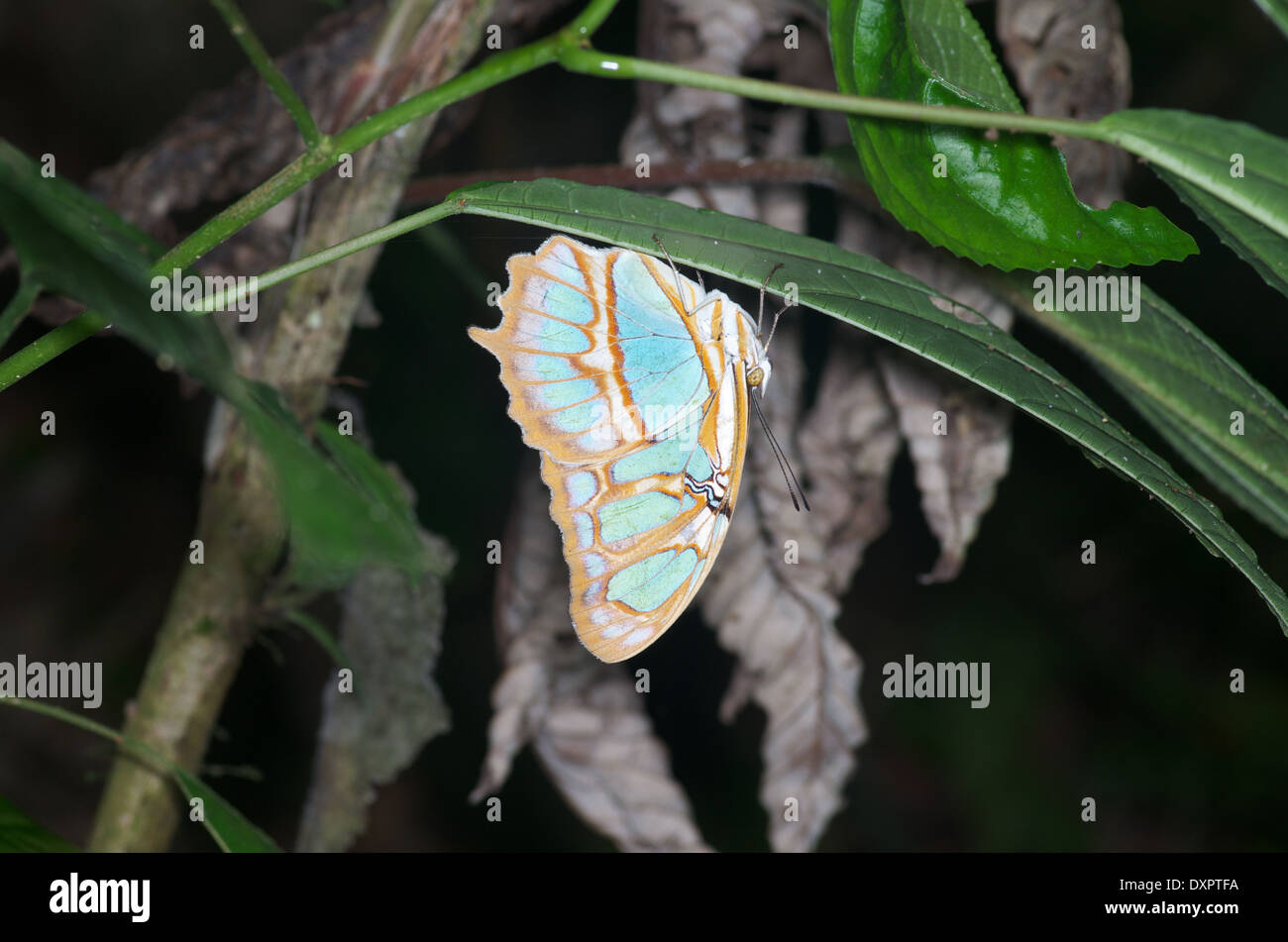 Una Malachite butterfly (Siproeta stelenes) appoggiato capovolto su una foglia nella foresta pluviale di notte in El Valle de Antón, Coclé, Panama Foto Stock