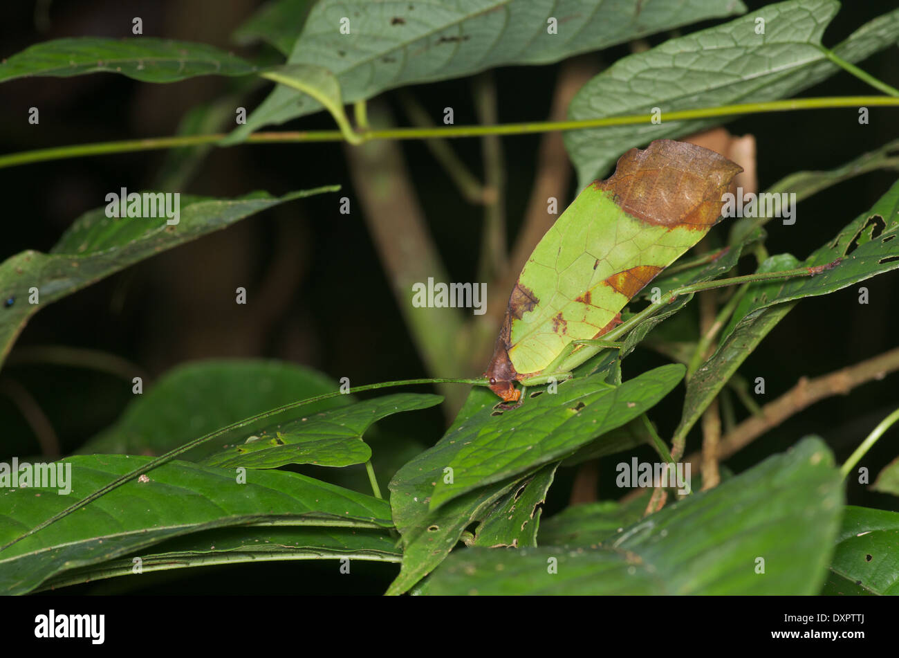 Un notturno katydid camuffato come una foglia morta nella foresta amazzonica in Loreto, Perù. Foto Stock