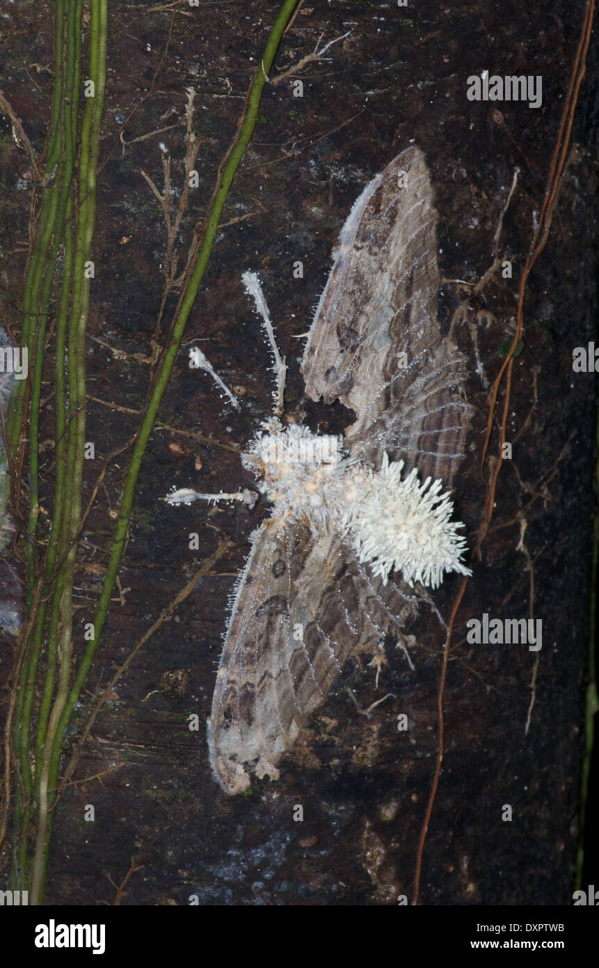 I resti di una grande falena divorato dal fungo Cordyceps nel bacino amazzonico del Perù. Foto Stock