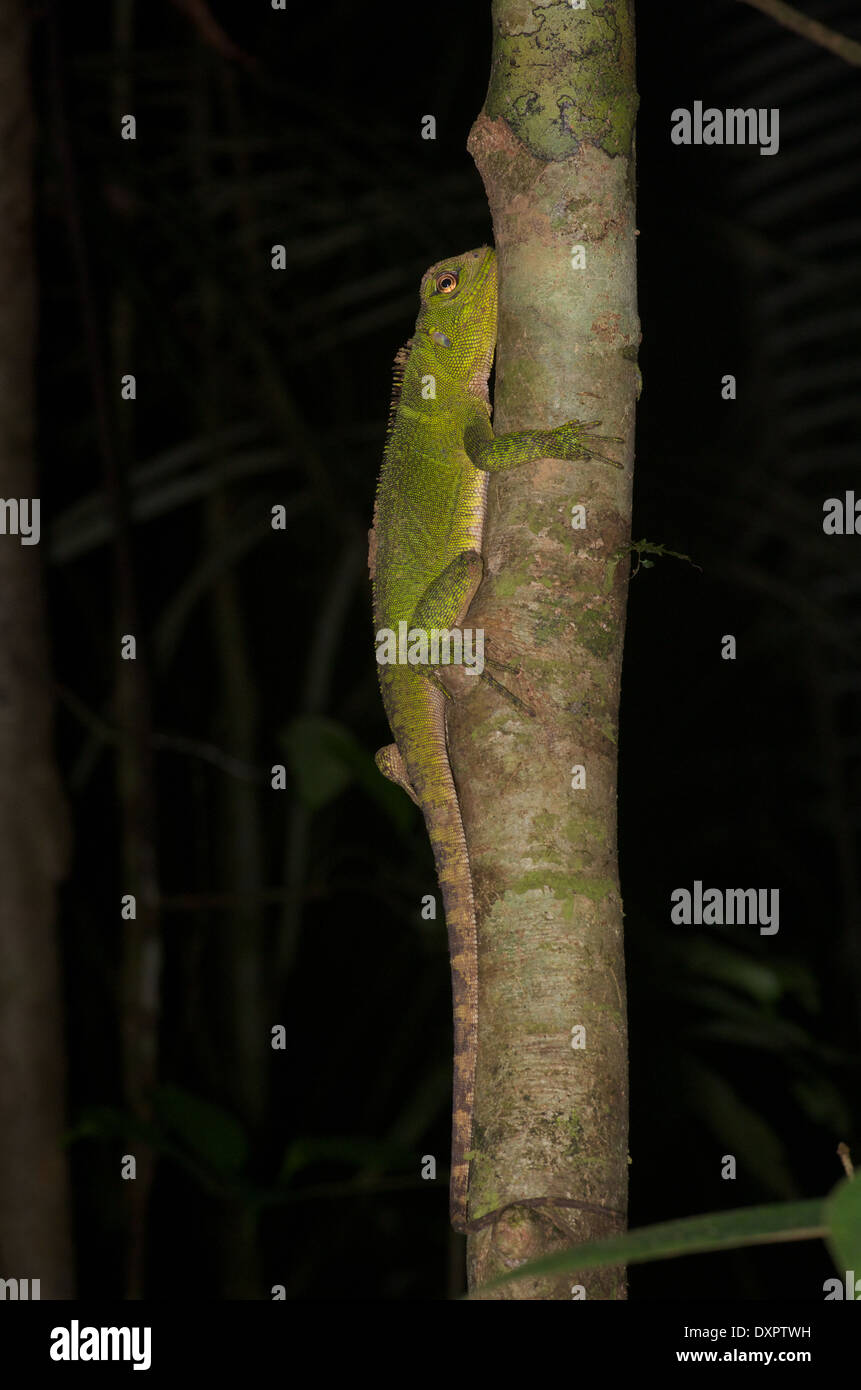 Un adulto foresta amazzonica Dragon (Enyalioides laticeps) dormire su un sottile tronco di albero di notte nel bacino amazzonico del Perù. Foto Stock