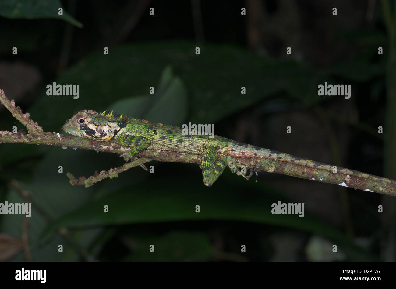 Un albero di olivo Runner lizard (Plica umbra ochrocollaris) a dormire la notte su un ramoscello nel bacino amazzonico del Perù. Foto Stock