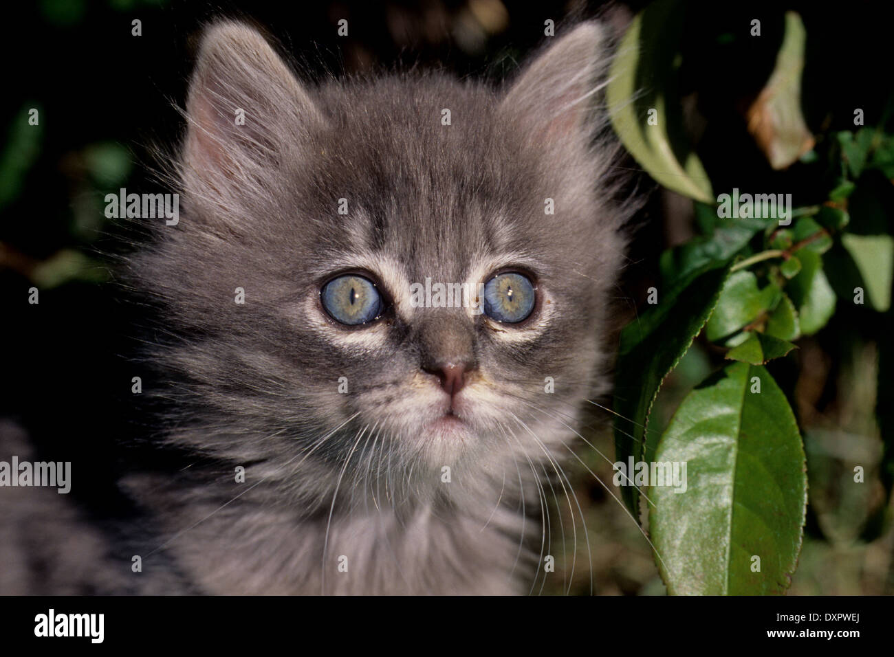 Sette settimane di età gattino grigio Foto Stock