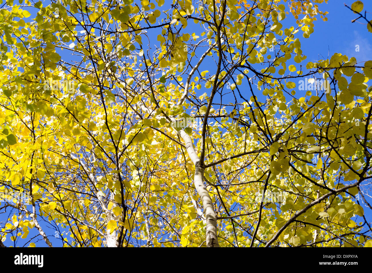 Autunno alberi con foglie di giallo in un insieme di strutture o in un parco Foto Stock