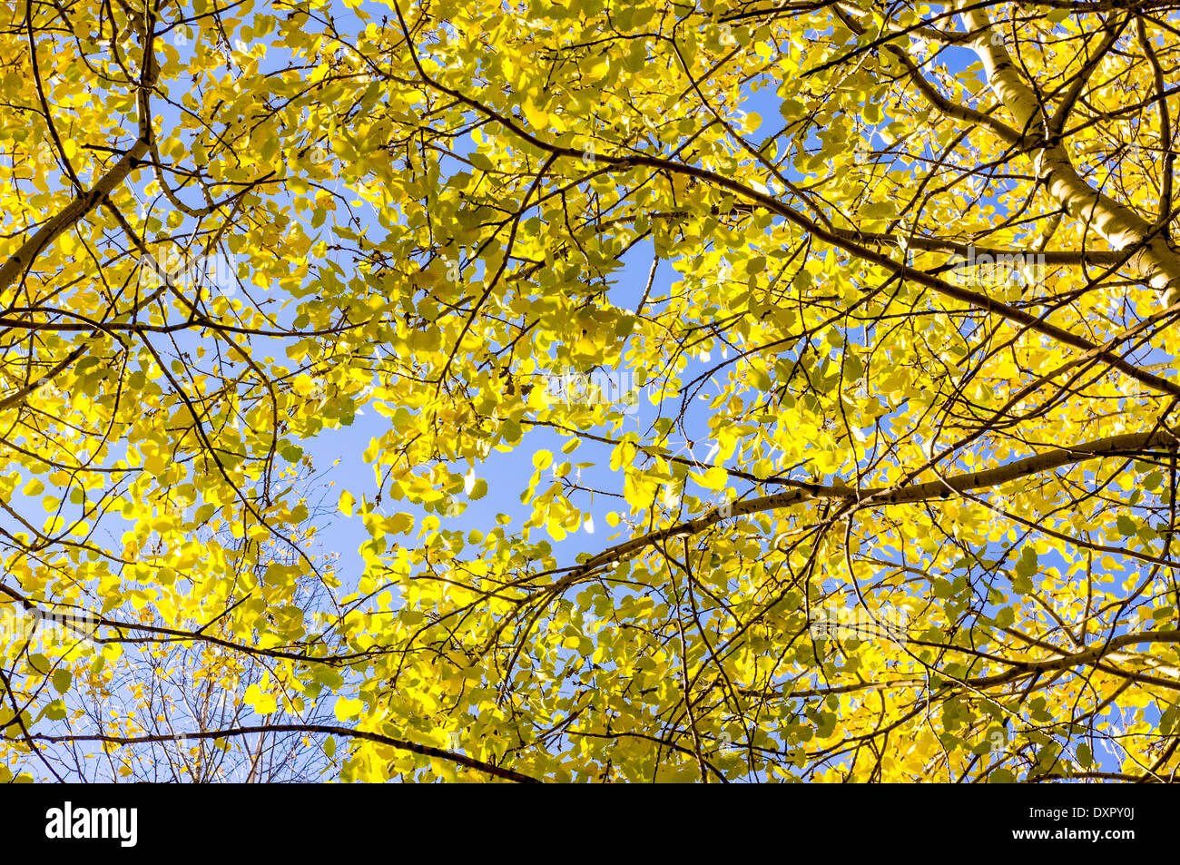 Autunno alberi con foglie di giallo in un insieme di strutture o in un parco Foto Stock