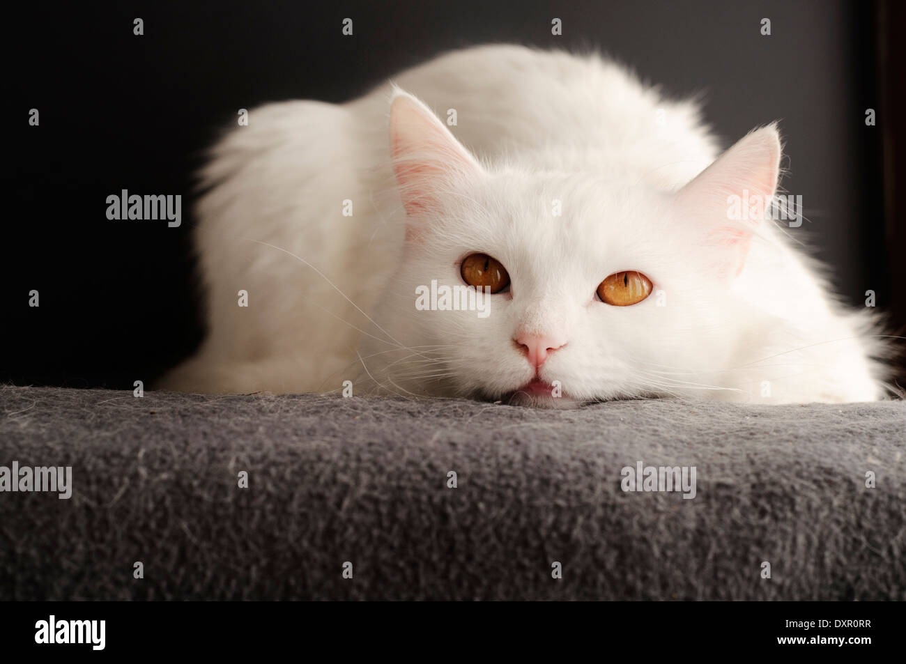 Gatto bianco Foto Stock