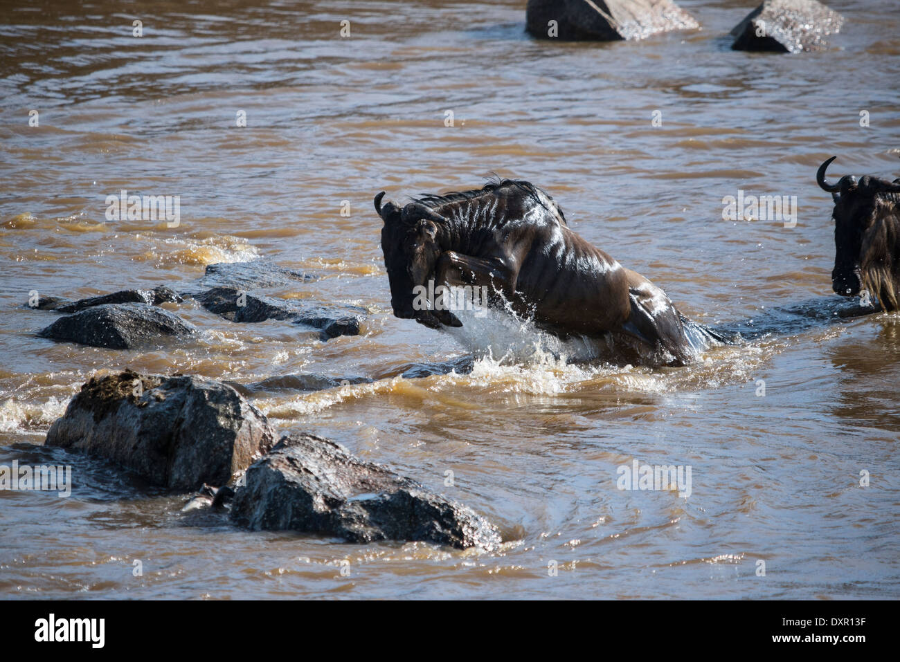 Un gnu salta su roccia nel fiume di Mara, uno di una grande mandria attraversando durante l annuale grande migrazione Foto Stock