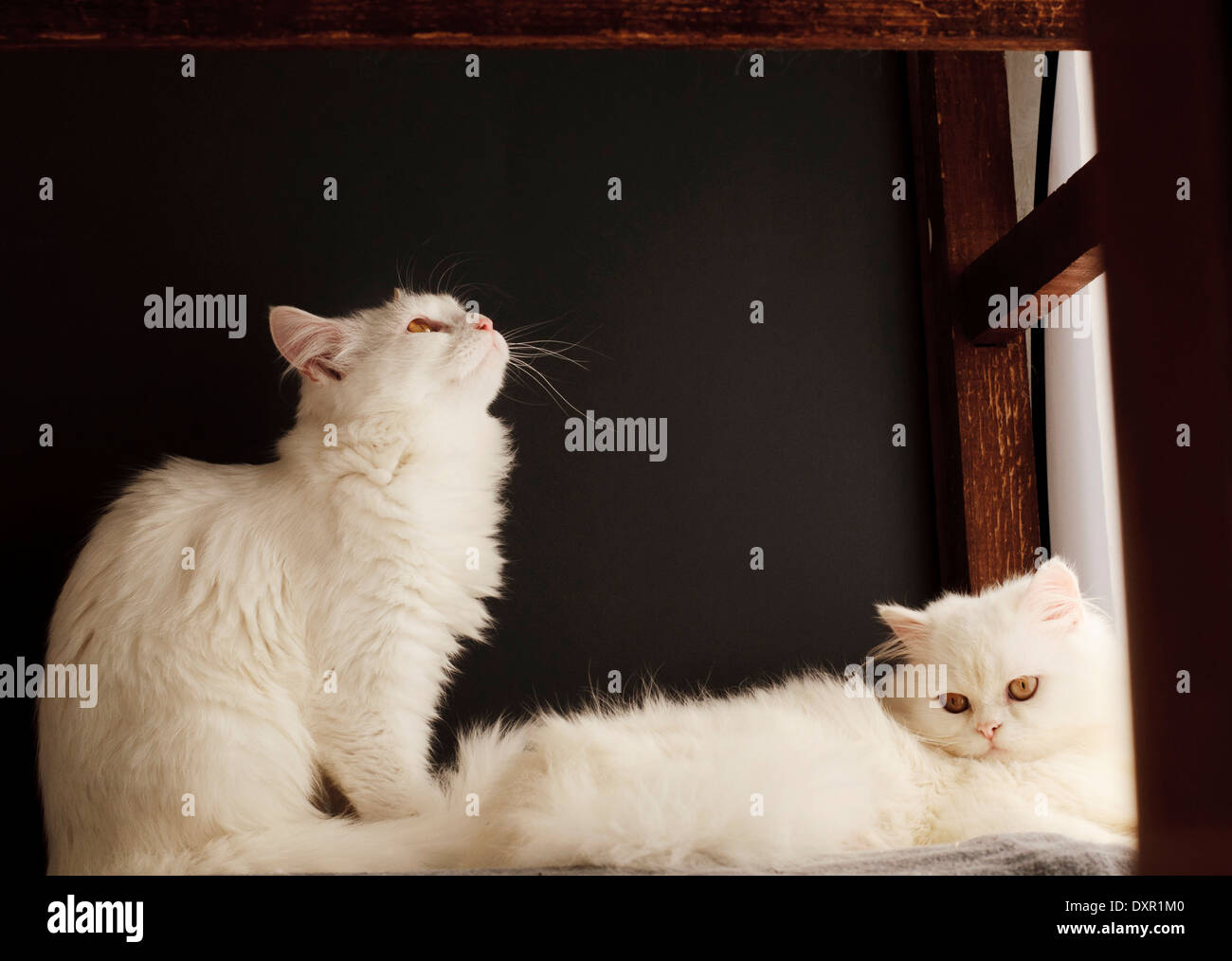 Gatti bianchi Foto Stock