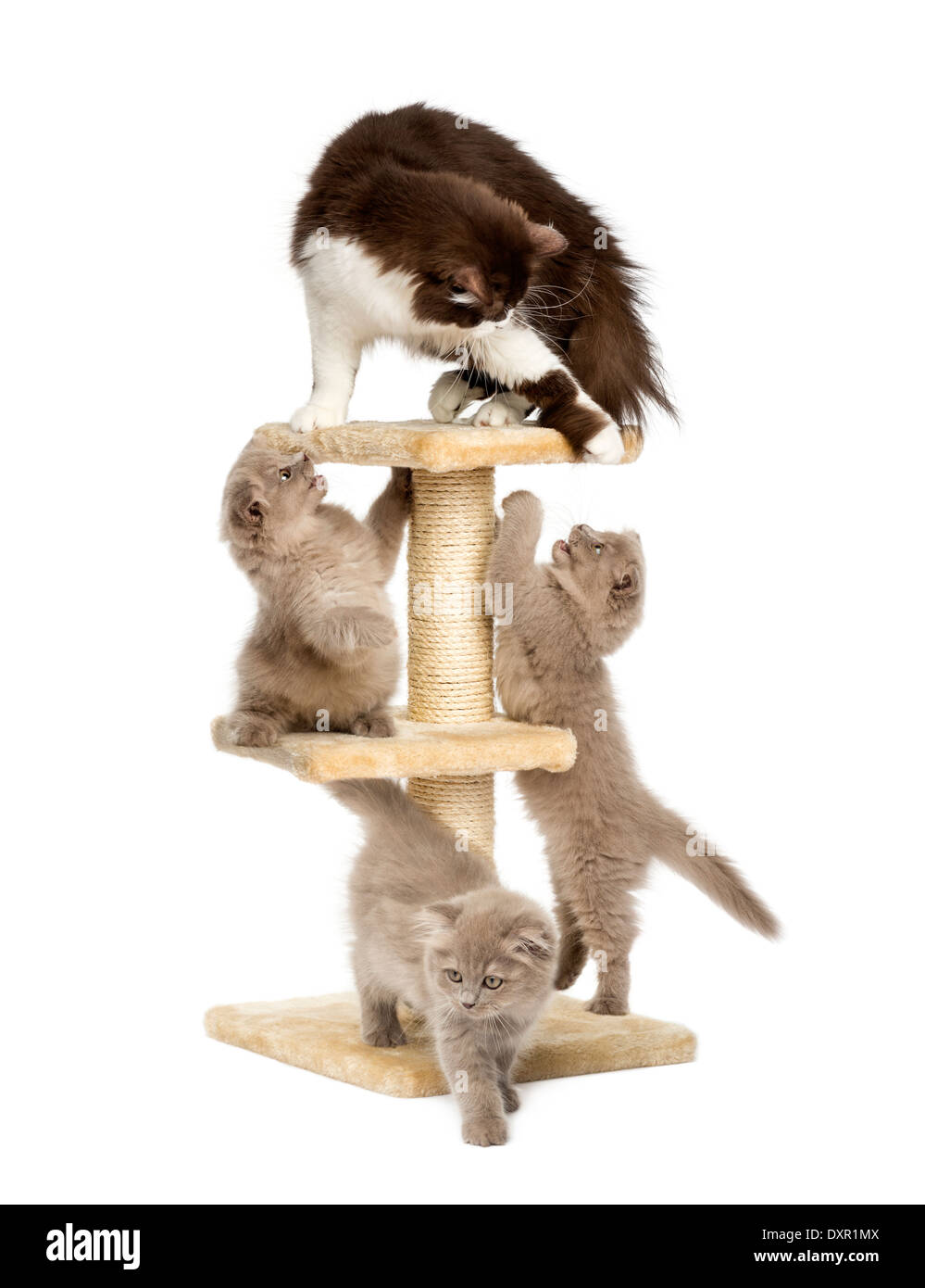 Madre gatto a giocare con i suoi gattini su un cat tree contro uno sfondo bianco Foto Stock