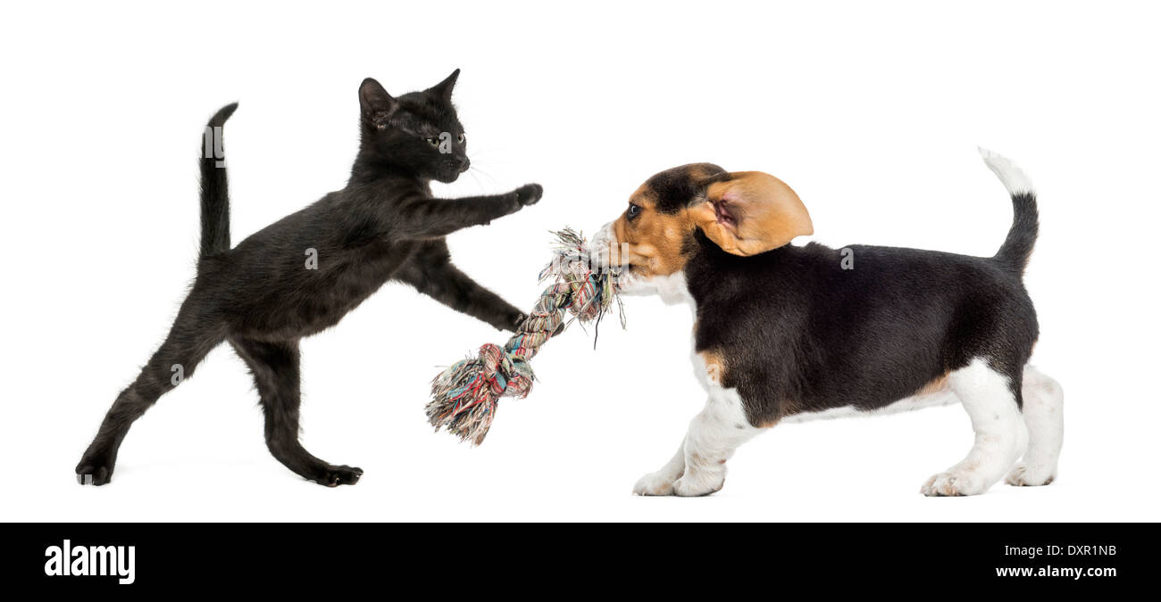 Gattino nero e il cucciolo di Beagle a giocare con un giocattolo di fronte a uno sfondo bianco Foto Stock