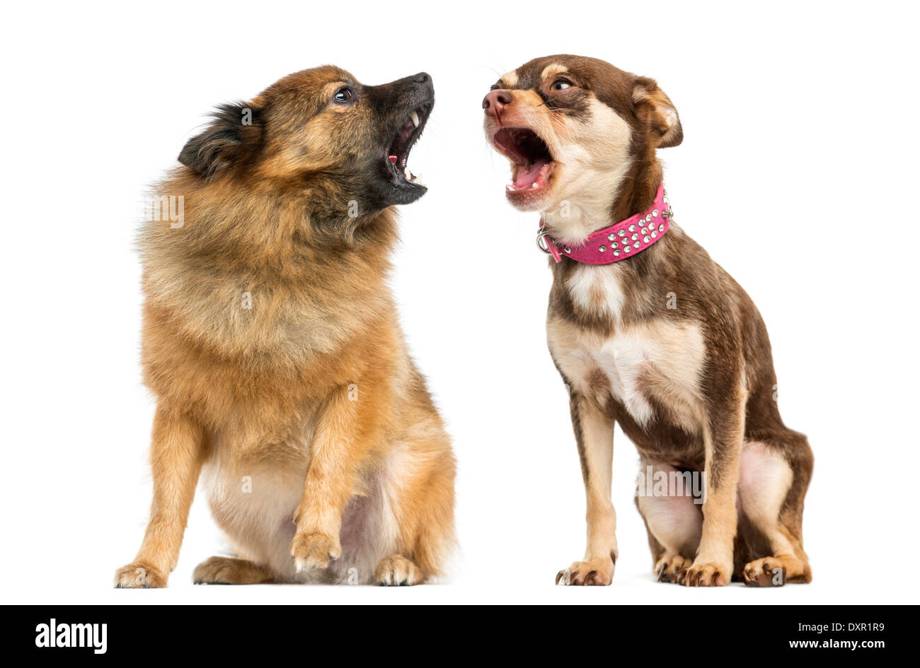 Due cani gridando ad ogni altra contro uno sfondo bianco Foto Stock