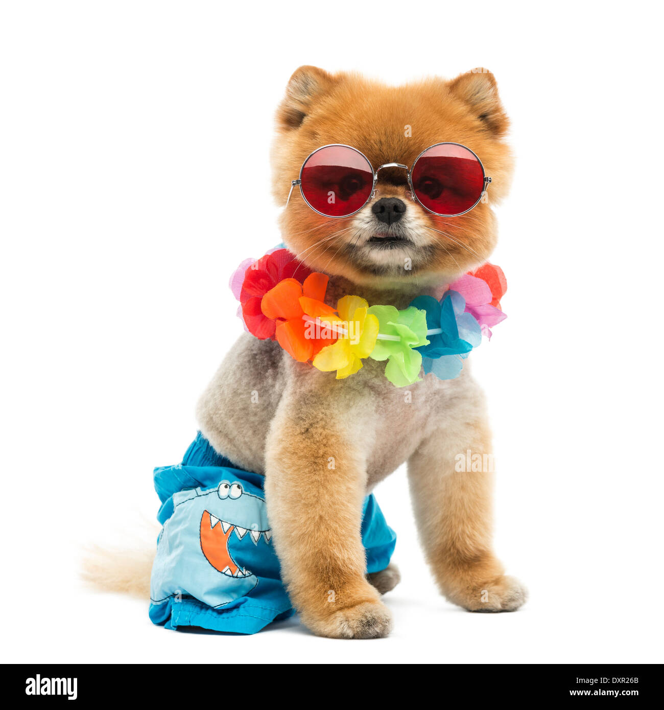 Battute di Pomerania dog sitter e indossa pantaloni corti, Hawaiian lei e occhiali da sole rosso contro lo sfondo bianco Foto Stock
