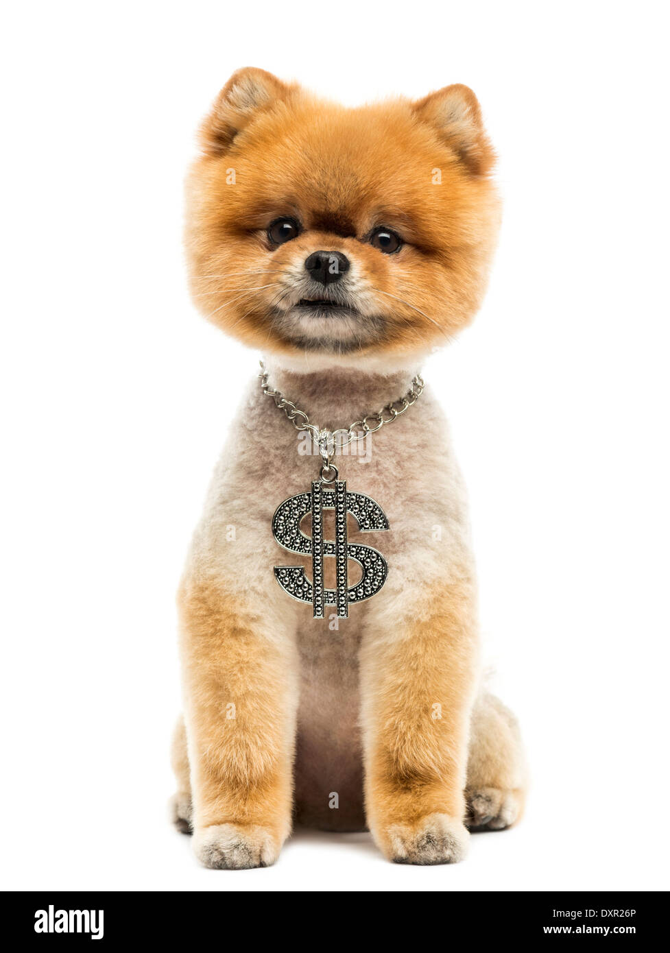 Battute di Pomerania dog sitter e indossa una collana del dollaro contro uno sfondo bianco Foto Stock