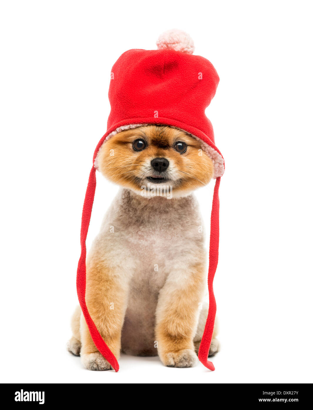 Battute di Pomerania dog sitter e indossando un cofano rosso contro lo sfondo bianco Foto Stock