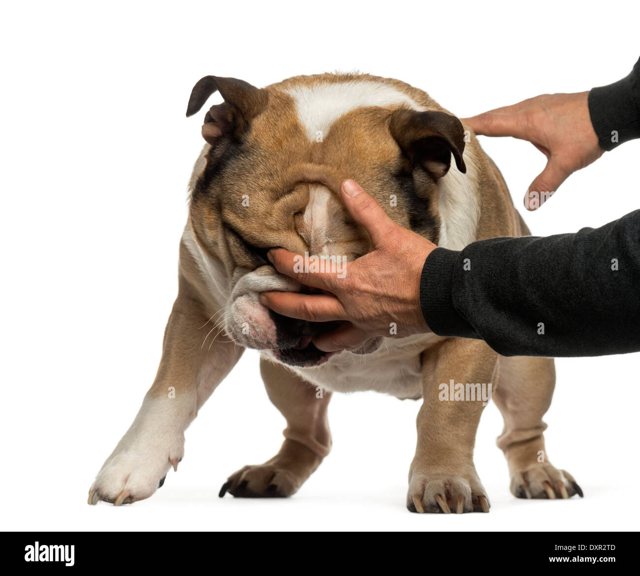 Disobbediente Bulldog inglese contro uno sfondo bianco Foto Stock