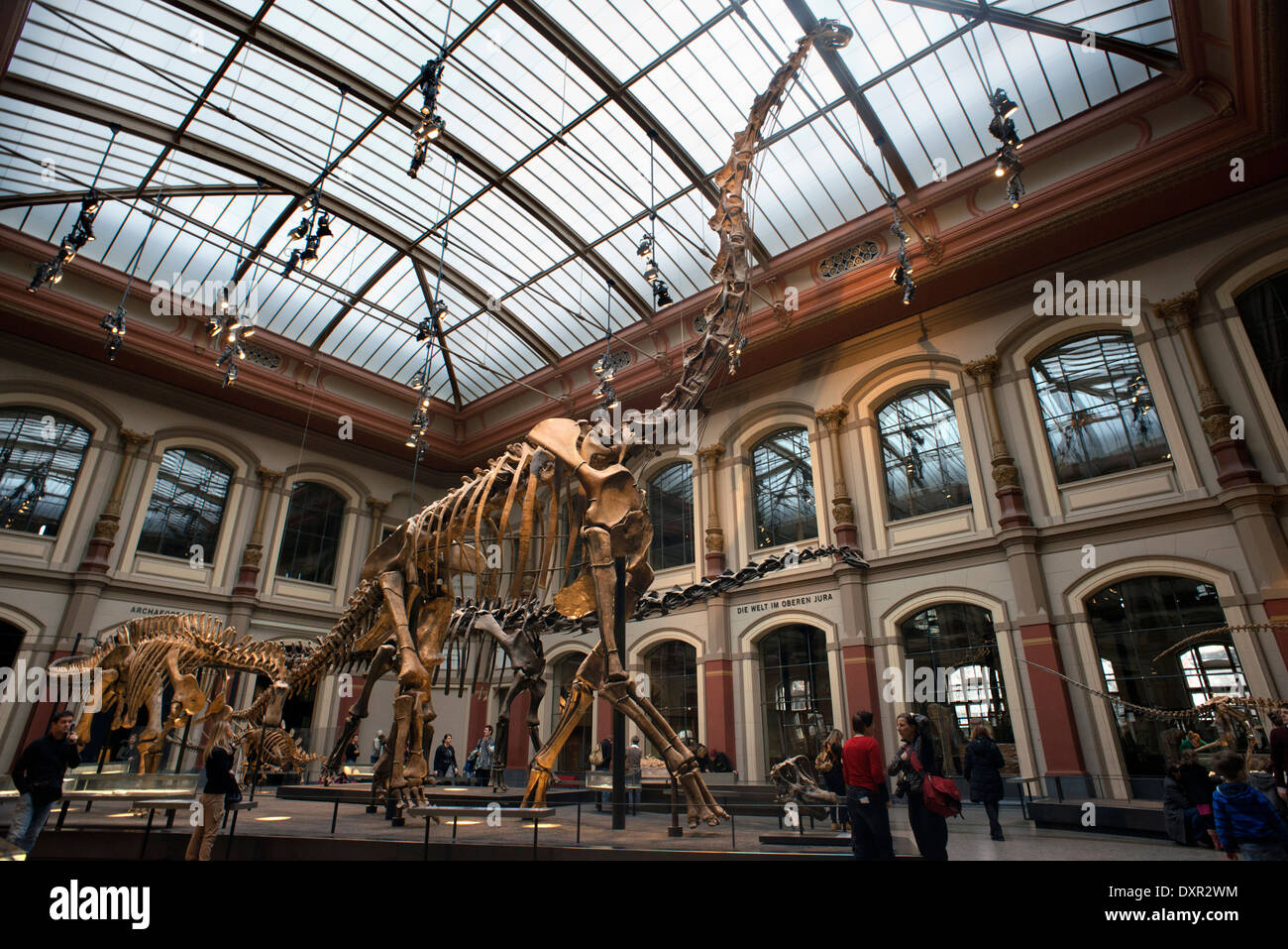 Museum fuer Naturkunde, Berlino Museo di Storia Naturale. Il Museo Paleontologico di Berlino
