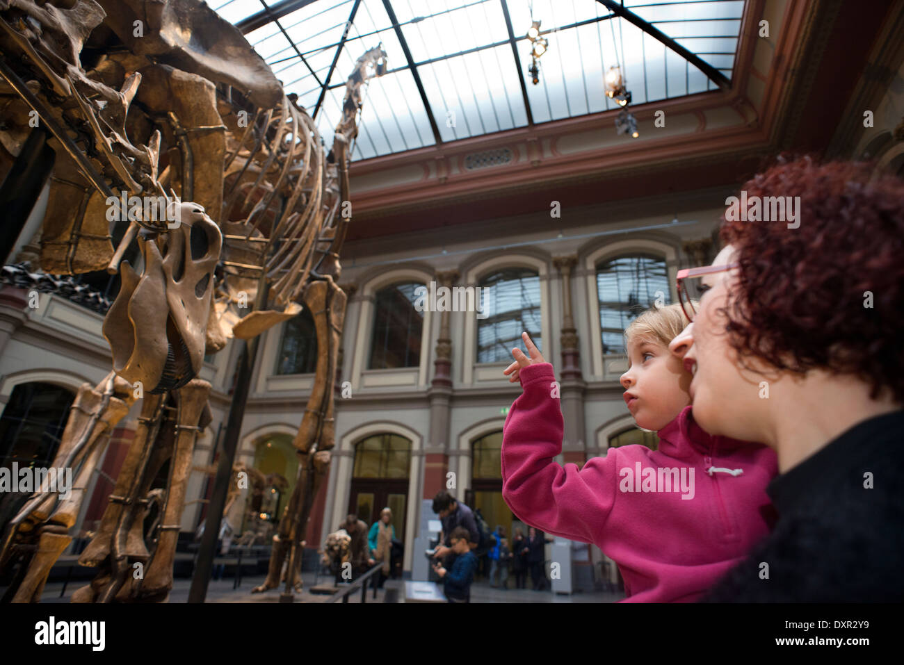Museum fuer Naturkunde, Berlino Museo di Storia Naturale. Il Museo Paleontologico di Berlino antichi scheletri di dinosauri. Foto Stock