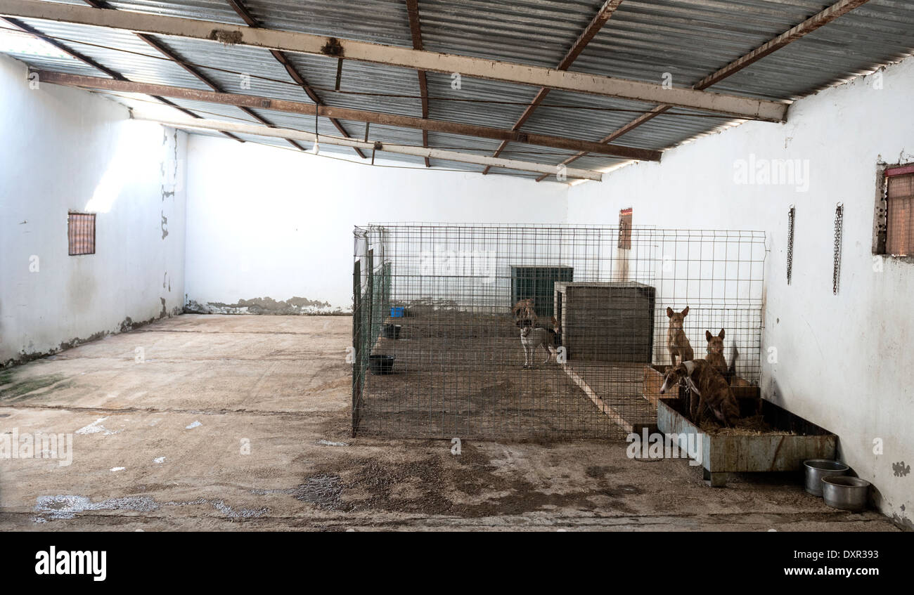 Cani abbandonati in una gabbia Foto Stock