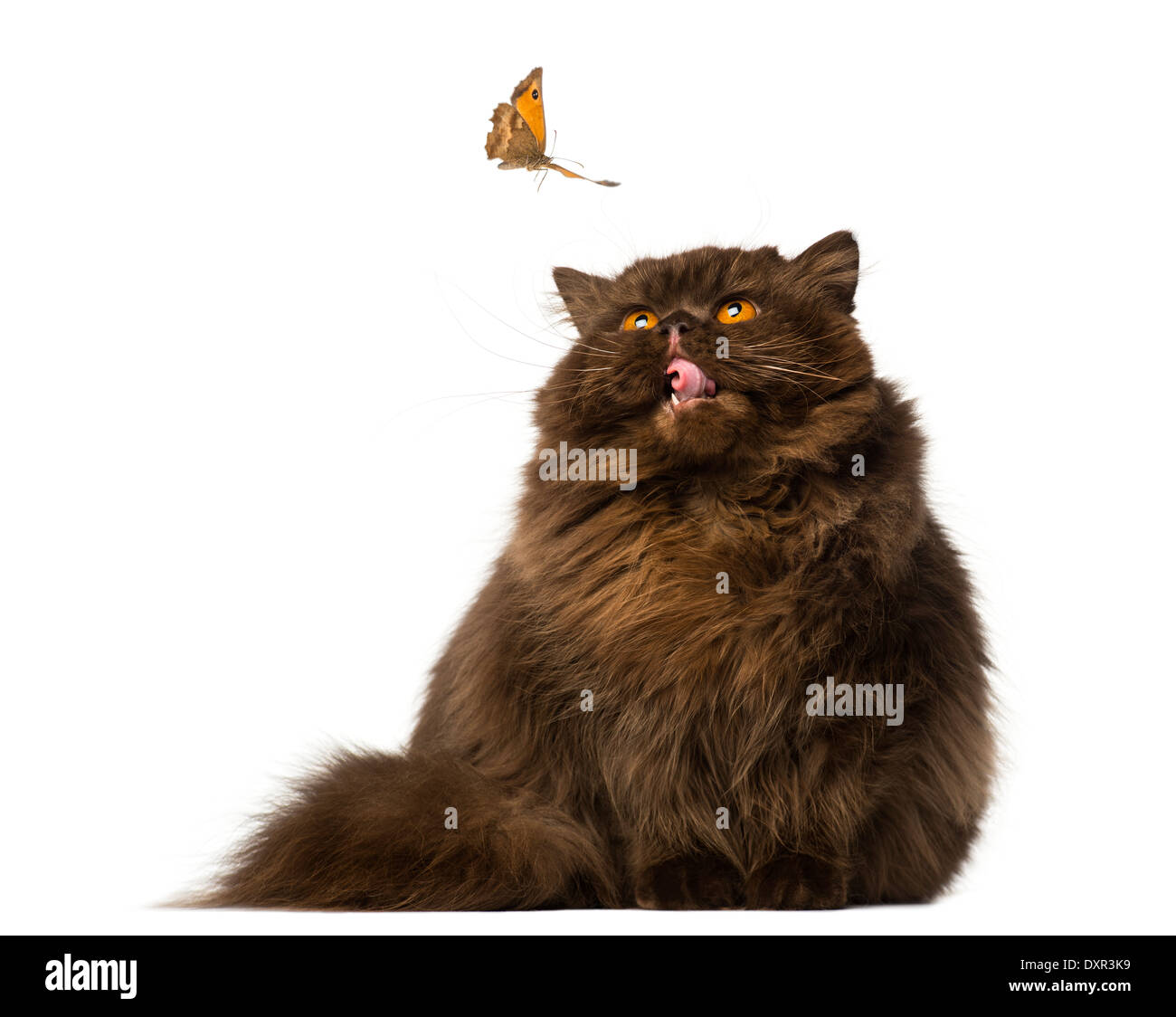British Longhair Cat seduto e guardando con invidia a una farfalla contro uno sfondo bianco Foto Stock
