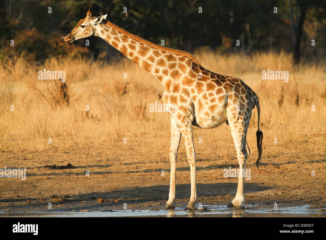 Vista laterale di una femmina di giraffa leccamento delle labbra Foto Stock