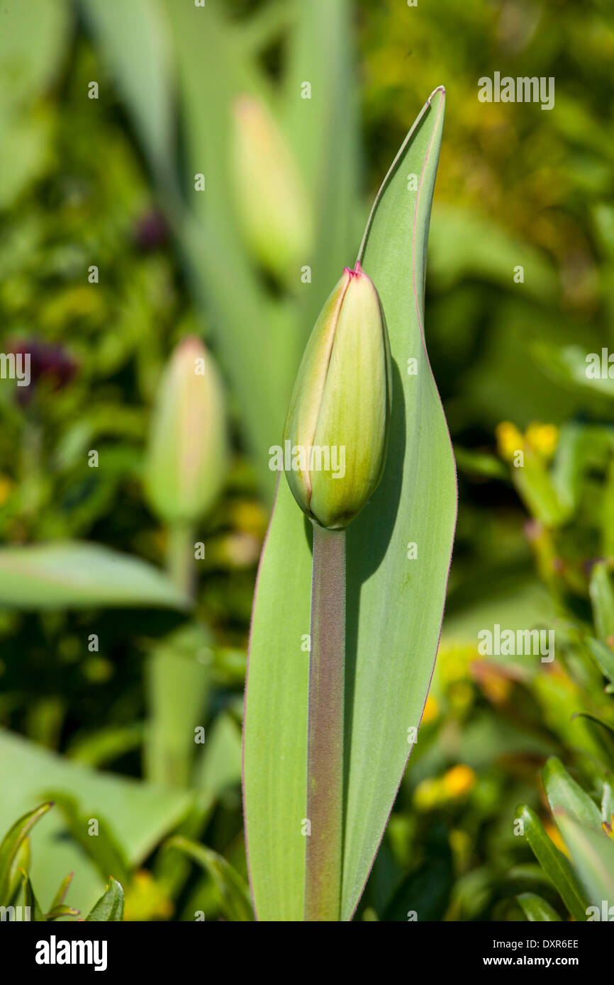 tulipano in erba Foto Stock