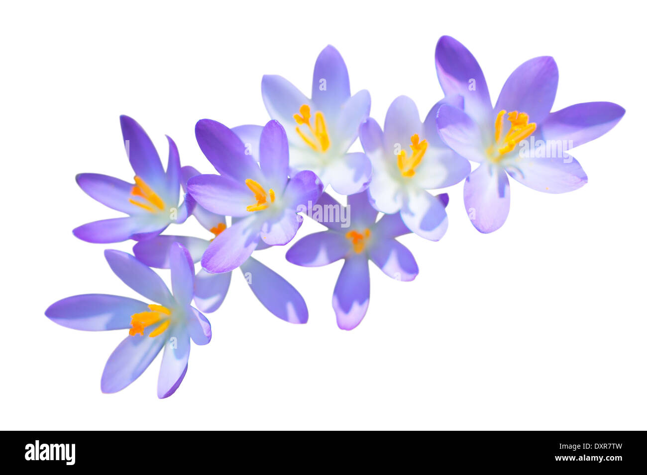 Molla di Lilla crocus fiori isolati su bianco Foto Stock