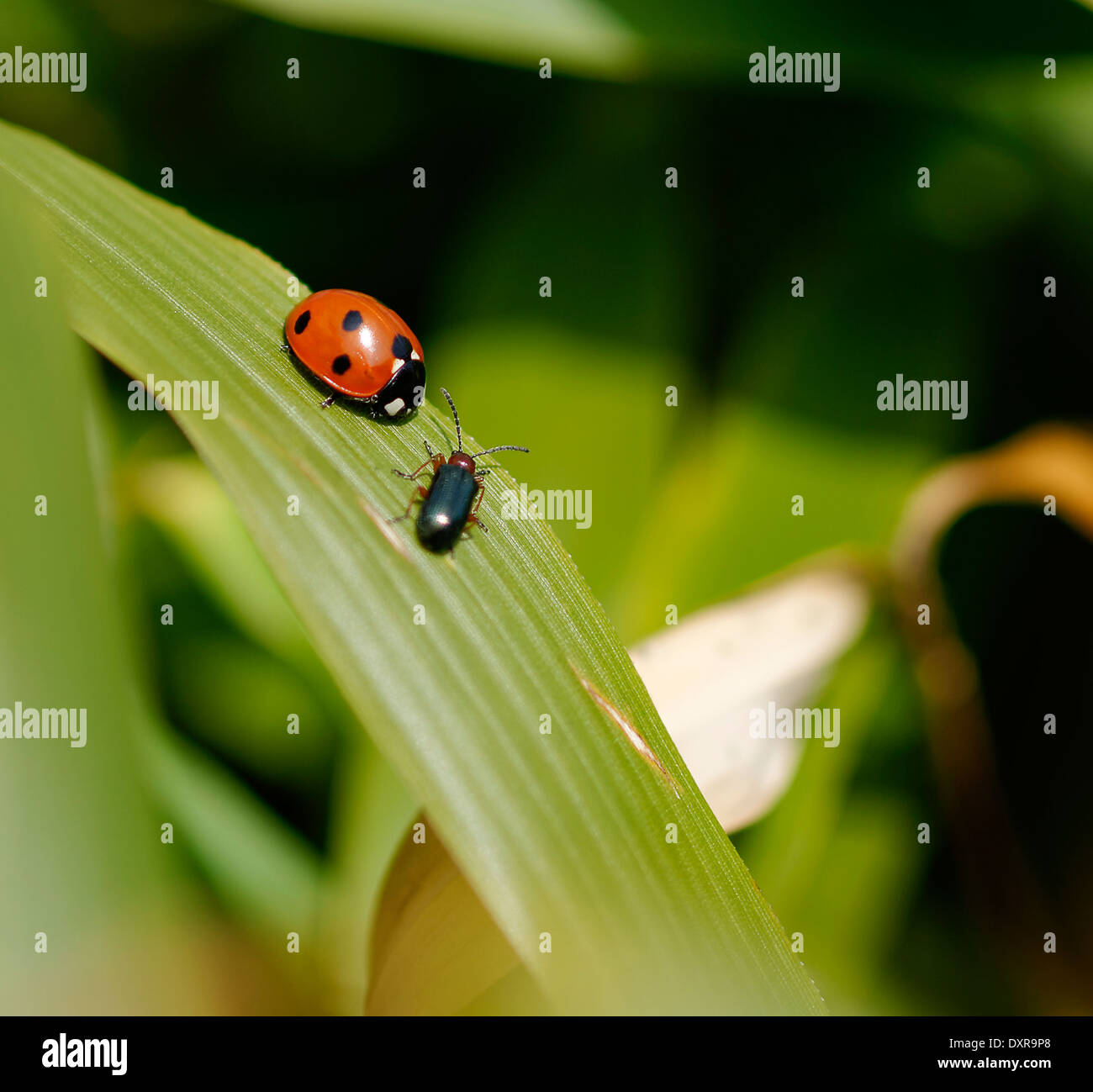 Ladybird (ladybug) e foglia beetle su foglie di bambù, apparentemente riunione; orientamento orizzontale. Foto Stock