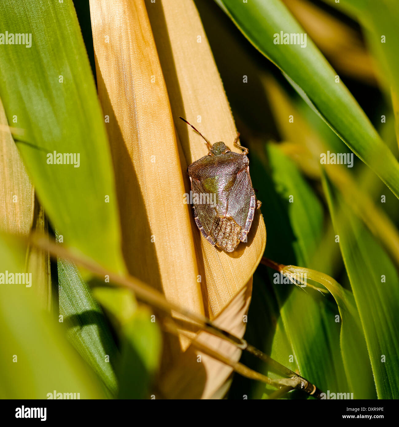 Grigio verde scudo Bug (Stink Bug) su foglie di bambù, rivolta verso l'alto; formato ritratto. Foto Stock