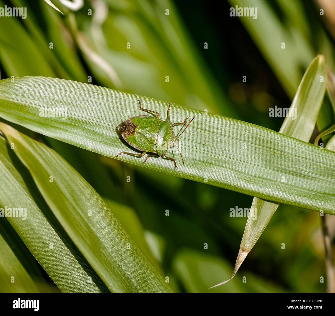 Schermo verde Bug (Stink Bug) su foglie di bambù, indicato a destra; formato paesaggio. Foto Stock
