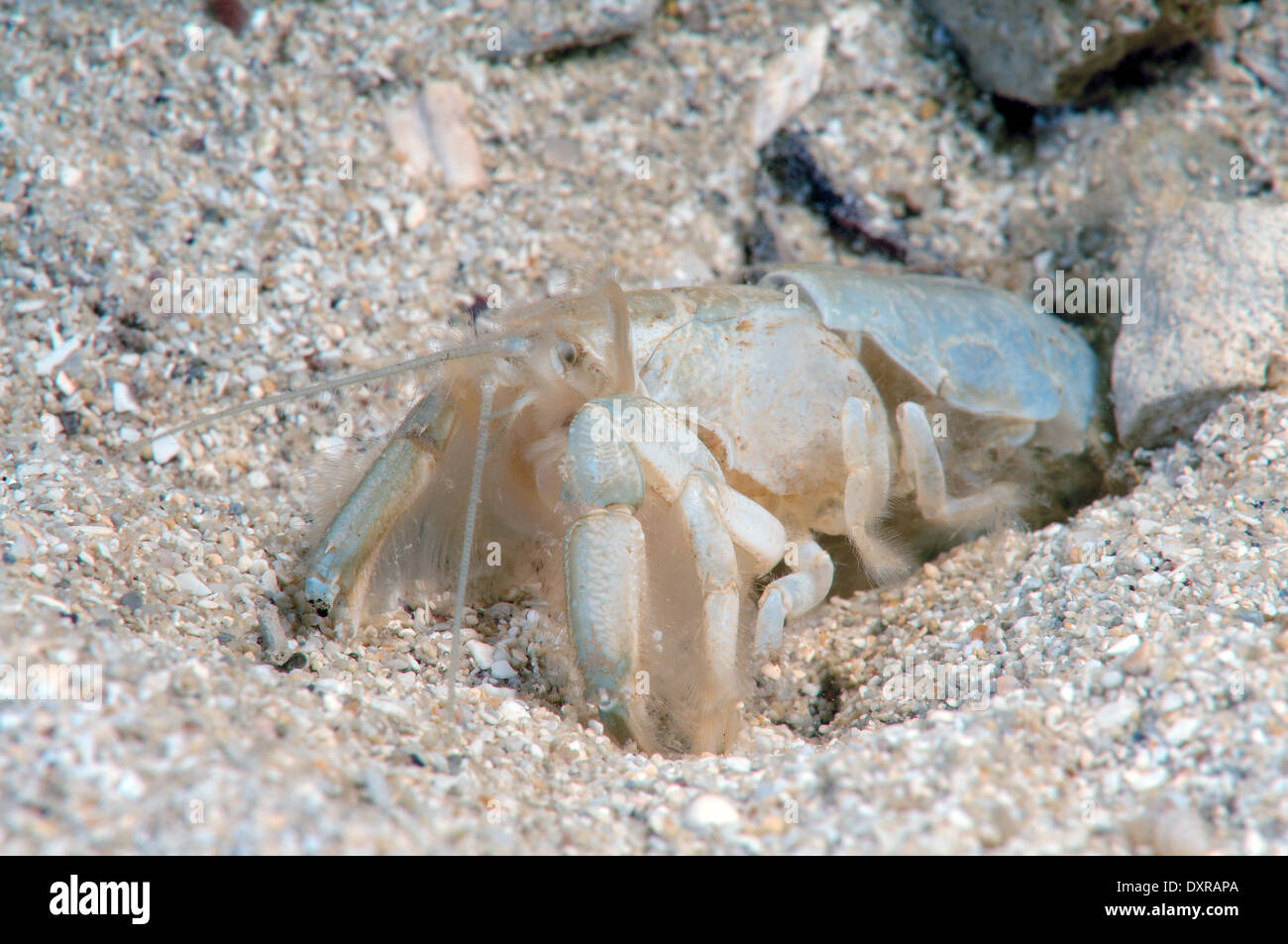 Fango mediterraneo gamberetti o scavando gamberetti (Upogebia pusilla) Foto Stock