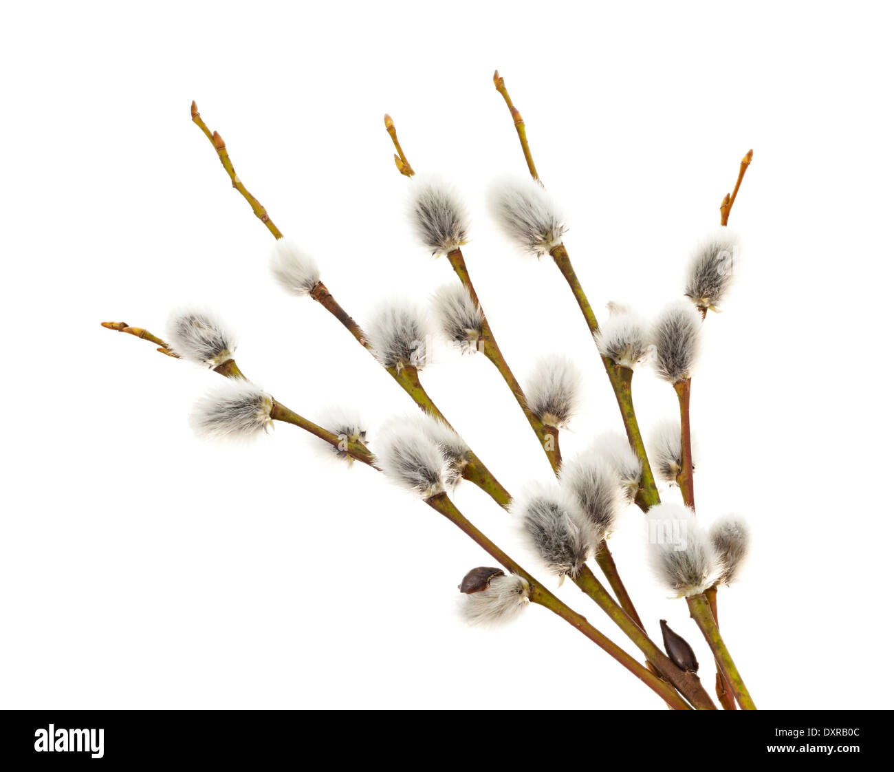 Pussy willow amenti su sfondo bianco Foto Stock