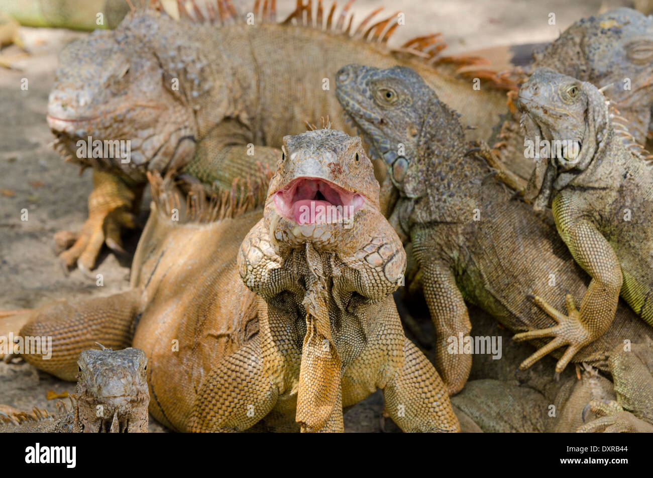 Honduras, dell Honduras Isole della baia, Roatan, Iguana Farm. Wild iguane verdi (Iguana iguana), grande maschio con la bocca aperta. Foto Stock