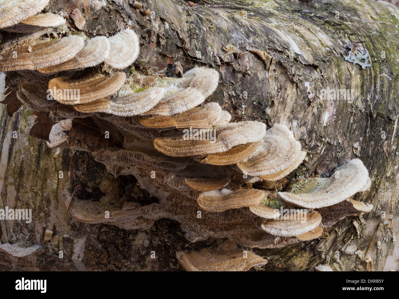 Labirinto di muschio polypore Foto Stock