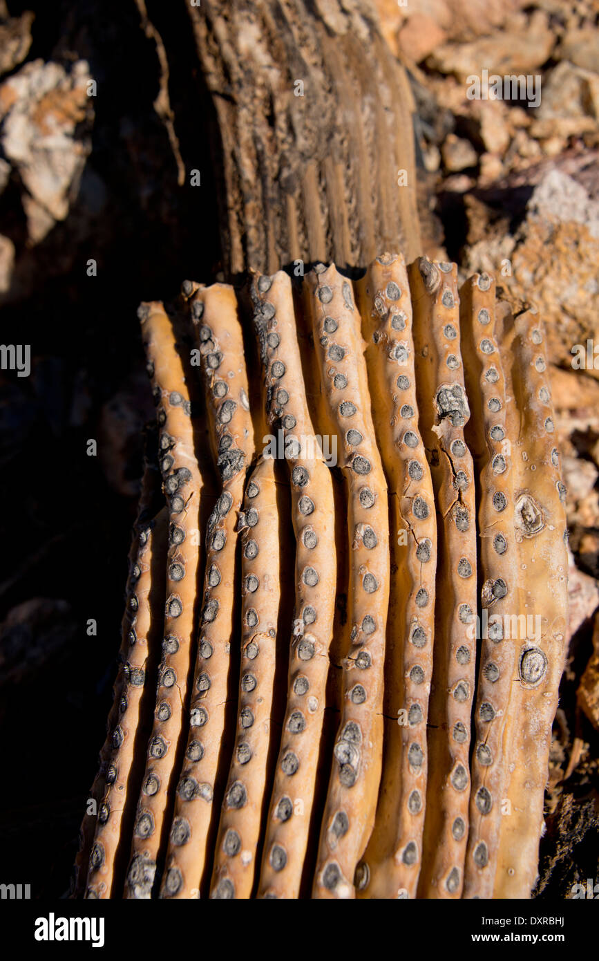 In Arizona, Tucson. Deserto di Sonora, il Parco nazionale del Saguaro. Dettaglio dei morti, interior 'skeleton' del Saguaro giganti cactus. Foto Stock