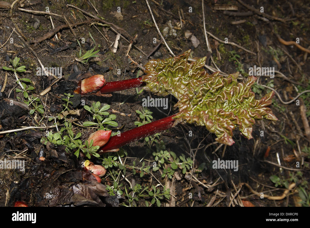 Rabarbaro Rheum rhabarbarum Foto Stock