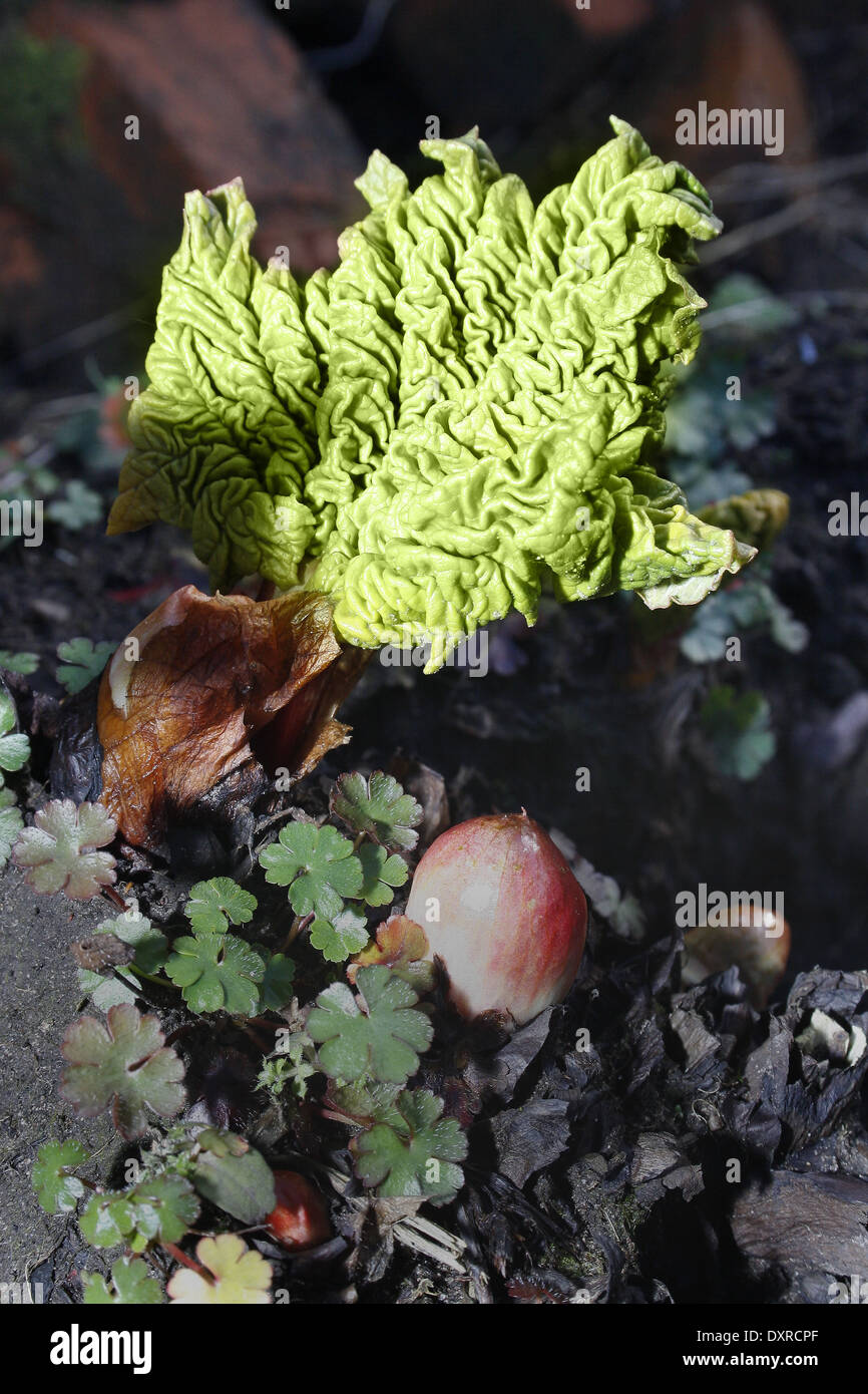 Rabarbaro Rheum rhabarbarum Foto Stock