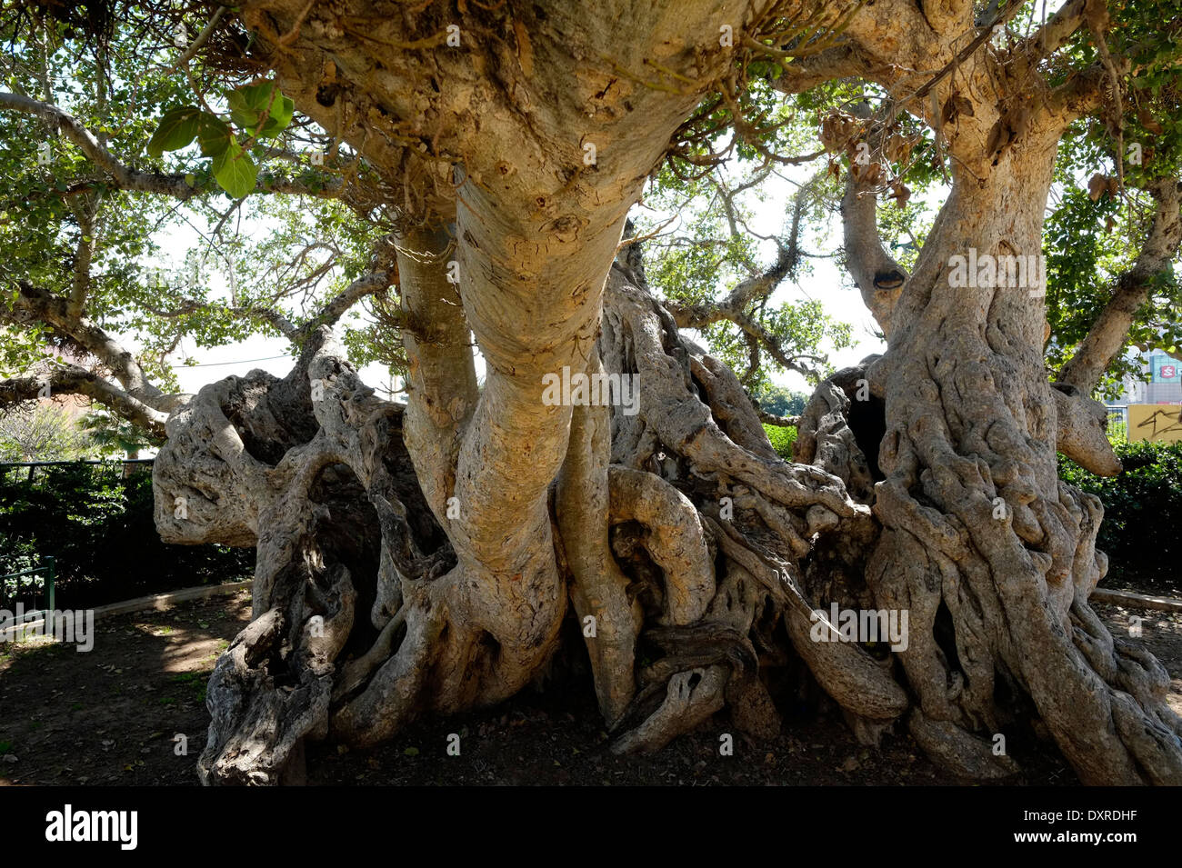 Un albero di sicomoro Foto stock - Alamy