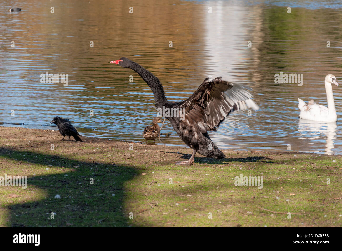 Viste intorno a St James Park a Londra per una luminosa giornata di sole in primavera Foto Stock