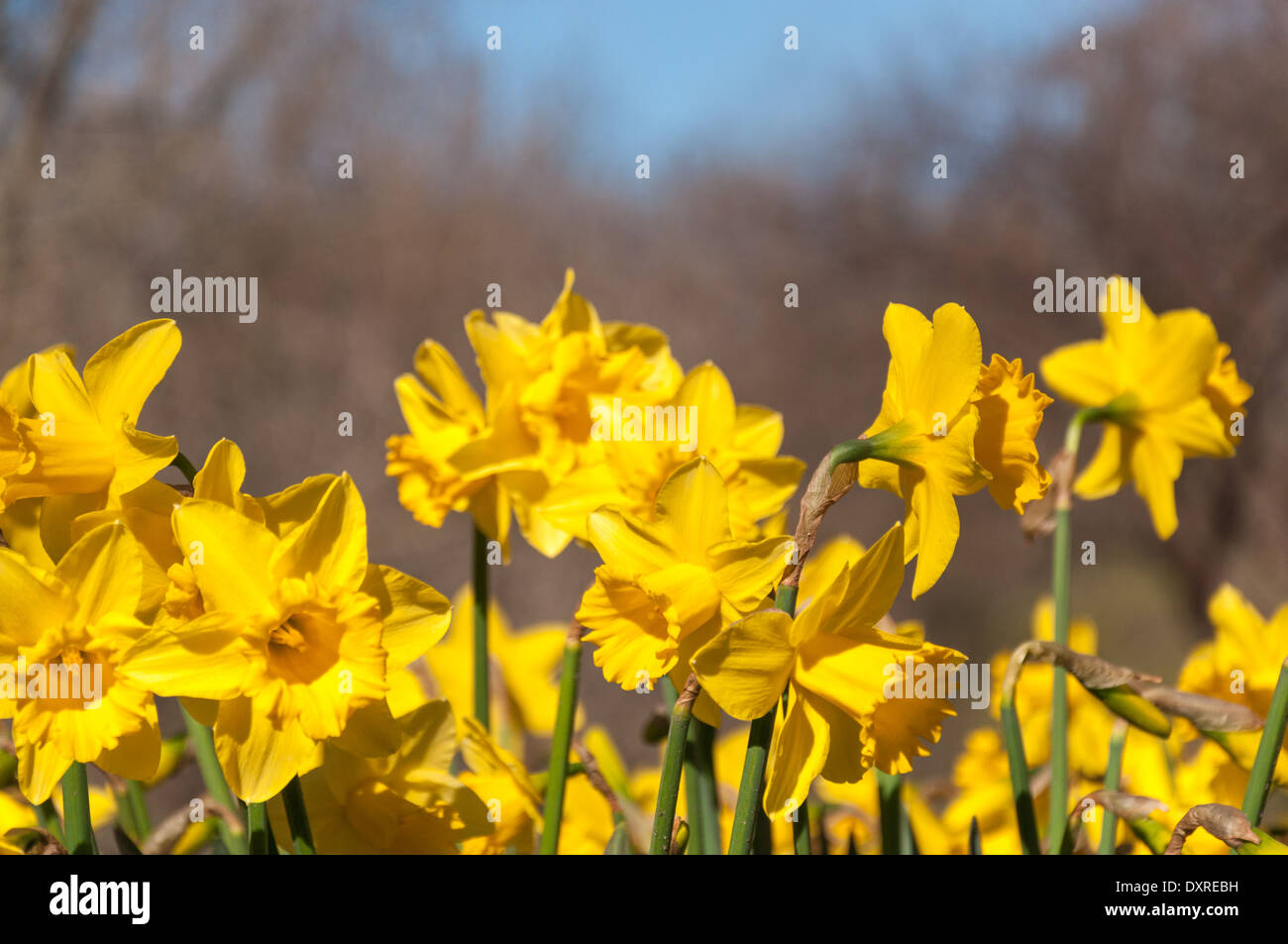 Viste intorno a St James Park a Londra per una luminosa giornata di sole in primavera Foto Stock